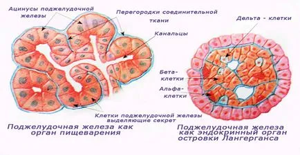 Панкреаса хормони, глюкагон, инсулин, соматостатин (инсулин) Панкреаса хормони, глюкагон, инсулин, соматостатин