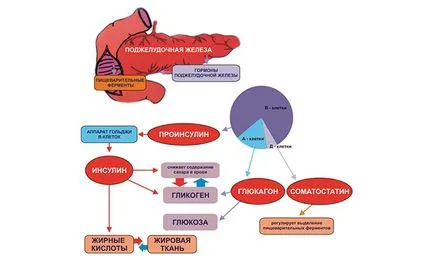 Панкреаса хормони, глюкагон, инсулин, соматостатин (глюкагон) Панкреаса хормони, глюкагон, инсулин, соматостатин