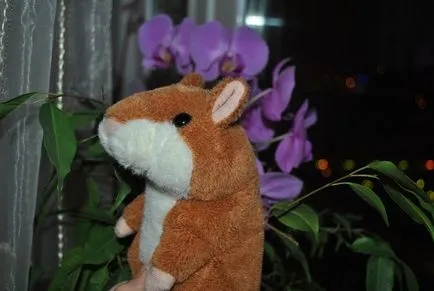 Talking Hamster мнения woodyotime (прегледали и бързи) Говорейки от хамстерите мнения woodyotime