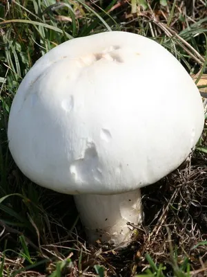 Mushroom смърт чаша изглежда като на снимката, как да се прави разлика отровни гъби отравяне