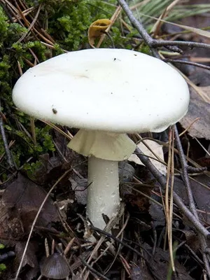Mushroom смърт чаша изглежда като на снимката, как да се прави разлика отровни гъби отравяне