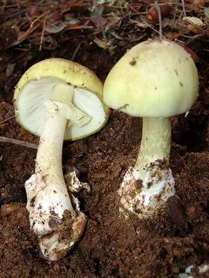 Mushroom смърт чаша изглежда като на снимката, как да се прави разлика отровни гъби отравяне