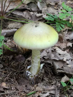 Mushroom смърт чаша изглежда като на снимката, как да се прави разлика отровни гъби отравяне