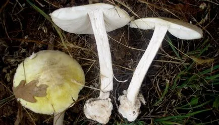 Mushroom смърт чаша със снимка и описание (гъби) Mushroom смърт чаша със снимка и описание