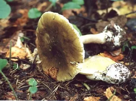 Mushroom смърт чаша със снимка и описание (описание) Mushroom смърт чаша със снимка и описание