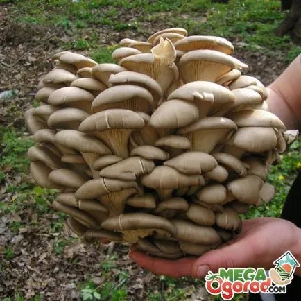 Oyster гъби отглеждане и грижа за себе си в страната (стриди) отглеждане Стриди и грижа за себе си в страната