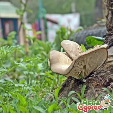 Oyster гъби отглеждане и грижа за себе си в страната (стриди) отглеждане Стриди и грижа за себе си в страната