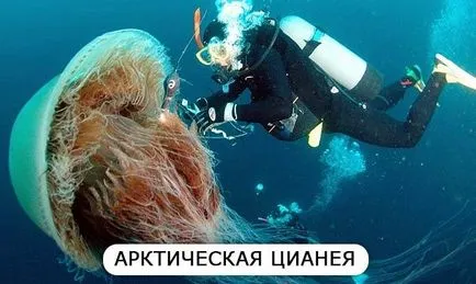 Интересни и удивителни факти за риба, в списъка на най-невероятните факти