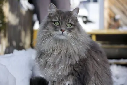 Имената на сива котка, котка прякори за сив