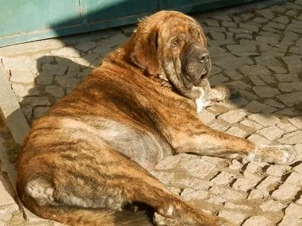 Испански мастиф испански мастиф снимка