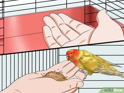 Как да спечелим доверието на вашия Budgie (доверие) Как да спечелим доверието на вашия Budgie