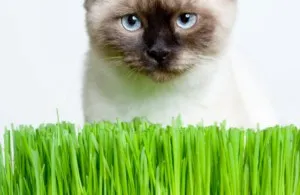 Какви растения като котка, стилен котка