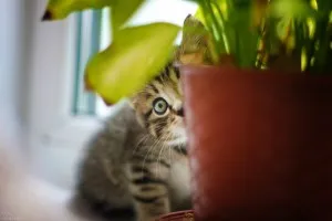 Какви растения като котка, стилен котка