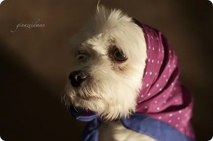 Колко дълго живеят кучета