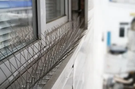Как да се отървем от гълъби на балкона и перваза на прозореца различни начини