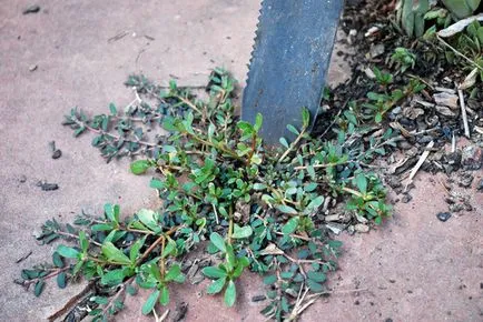 Как да се отървете от плевели в страната означава добра трева