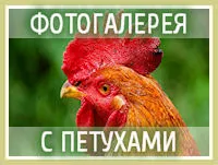 Книгата на съдбата