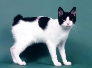 Bobtail котка сортове порода и техните описания