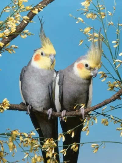 Хранене Cockatiel папагал