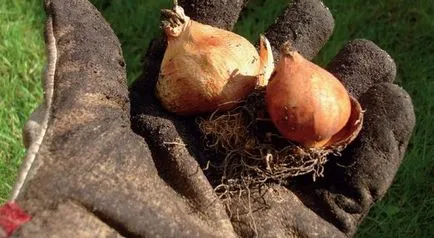 Кога да засадят луковици на лалета и изрови им пролет и есен