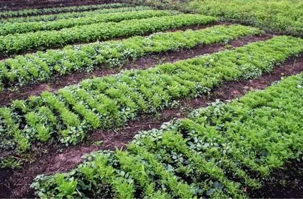 Кога да сеят зелено торене Phacelia в открити съвети земята и детайли (свиня) Кога да сеят зелено торене Phacelia в открити съвети земята и детайли