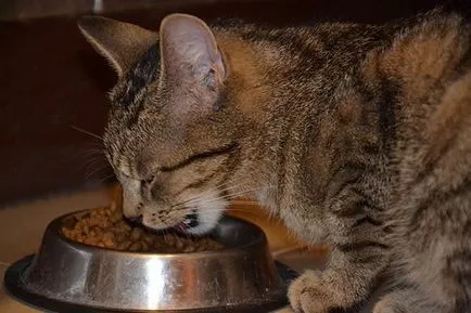 Емисия за кърмещи котки