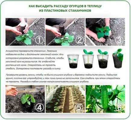 Кога да сеят краставица разсад правилни засаждане краставица разсад