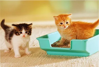 Как да научим малко котенце да отида на поднос - бързо да се научат да ходят в тавата, онлайн магазин за домашни любимци (бързо) Как да научим малко котенце да отида на поднос - бързо да се научат да ходят в тавата, онлайн магазин за домашни любимци