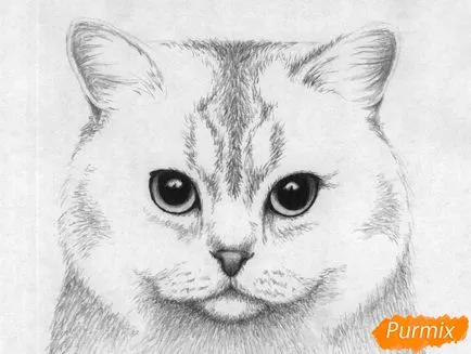 Как да се направи портрет на британската къси коси котка
