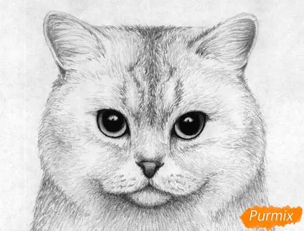 Как да се направи портрет на британската къси коси котка