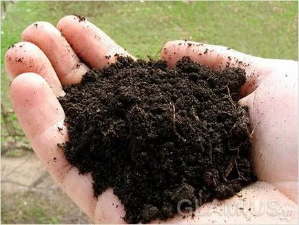 Как да се украсяват с балкон с цветя - цветя на балкона (снимка)