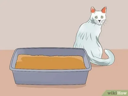Как да се установи възрастта на котка