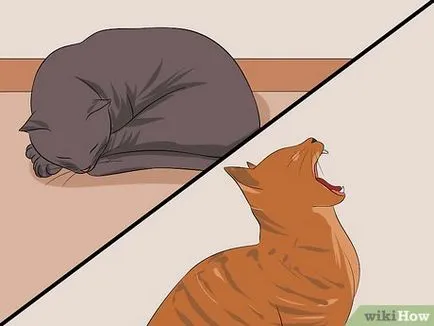Как да се установи възрастта на котка