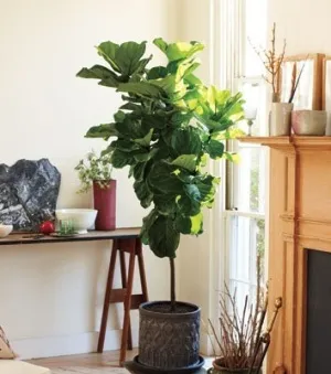 Както трансплантирани Ficus у дома си в стъпки (работа след покупката)