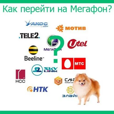 Как да се премести в мегафон запазване брой в Beeline, MTS, MegaFon и йота