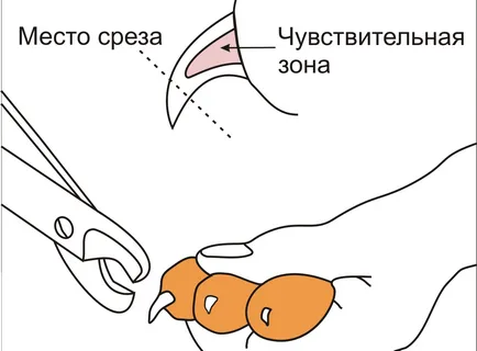 Как да се намали кучешки нокти инструмент, процедура, честота