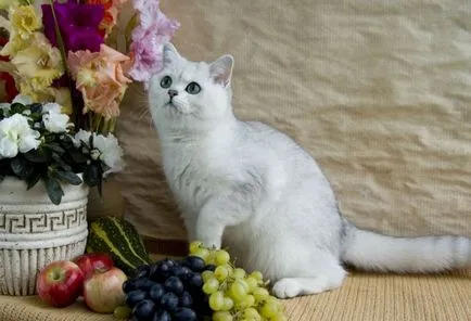 Как да разбираме котката