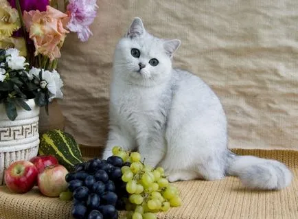 Как да разбираме котката