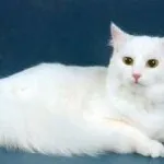 Тайгър котка порода, котка като тигър, всичко за порода, цена, болест, грижа и хранене, kotizm