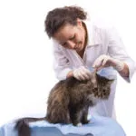 Котката, котката падна от прозореца - какво да се прави за първа помощ, последствията и предотвратяване