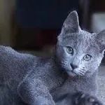 Тайгър котка порода, котка като тигър, всичко за порода, цена, болест, грижа и хранене, kotizm
