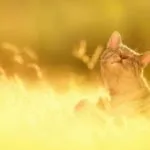 Котката, котката падна от прозореца - какво да се прави за първа помощ, последствията и предотвратяване