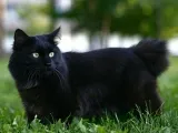 Kurilskiy описание реверанс и особености на скалите (kurilian) Курилските Bobtail описание и характеристика на породата