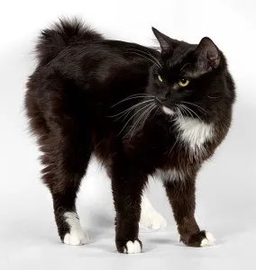 Kurilskiy описание реверанс и особености на скалите (kurilian) Курилските Bobtail описание и характеристика на породата