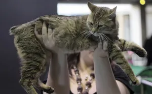 Kurilskiy описание реверанс и характеристики порода (описание) Курилските Bobtail описание и характеристика на породата