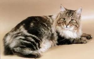 Kurilskiy описание реверанс и характеристики порода (описание) Курилските Bobtail описание и характеристика на породата