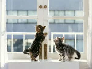 Котката, котката падна от прозореца - какво да се прави за първа помощ, последствията и предотвратяване