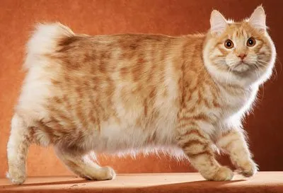 Курилските Bobtail описание, характер, снимка, цена, съдържание
