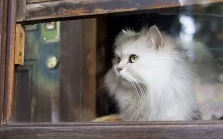 Котки от прозореца (31 снимки)