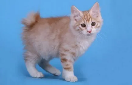 Курилските Bobtail - описание на характера, грижа, купете